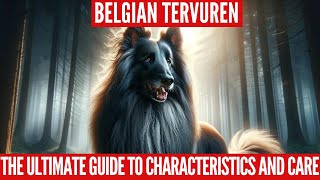 Belgian Tervuren: The Ultimate Guide to Characteristics and Care