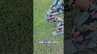 CUBRESUELO que SI se puede PISAR😍🌱 #plantas #cubresuelo #cubresuelos #suelosnativos