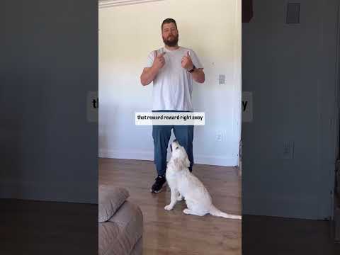 Puppy Training: Demand Barking!