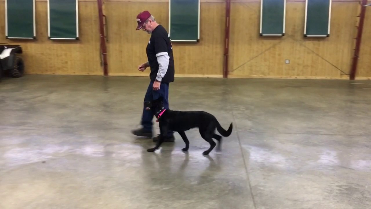 video phone beyonce mp3 Angel von Prufenpuden 7 Mo German Shepherd Home Raised Dog For Sale