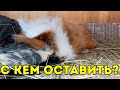 С КЕМ ОСТАВИТЬ МОРСКУЮ СВИНКУ ВО ВРЕМЯ ОТПУСКА? SvinkiShow