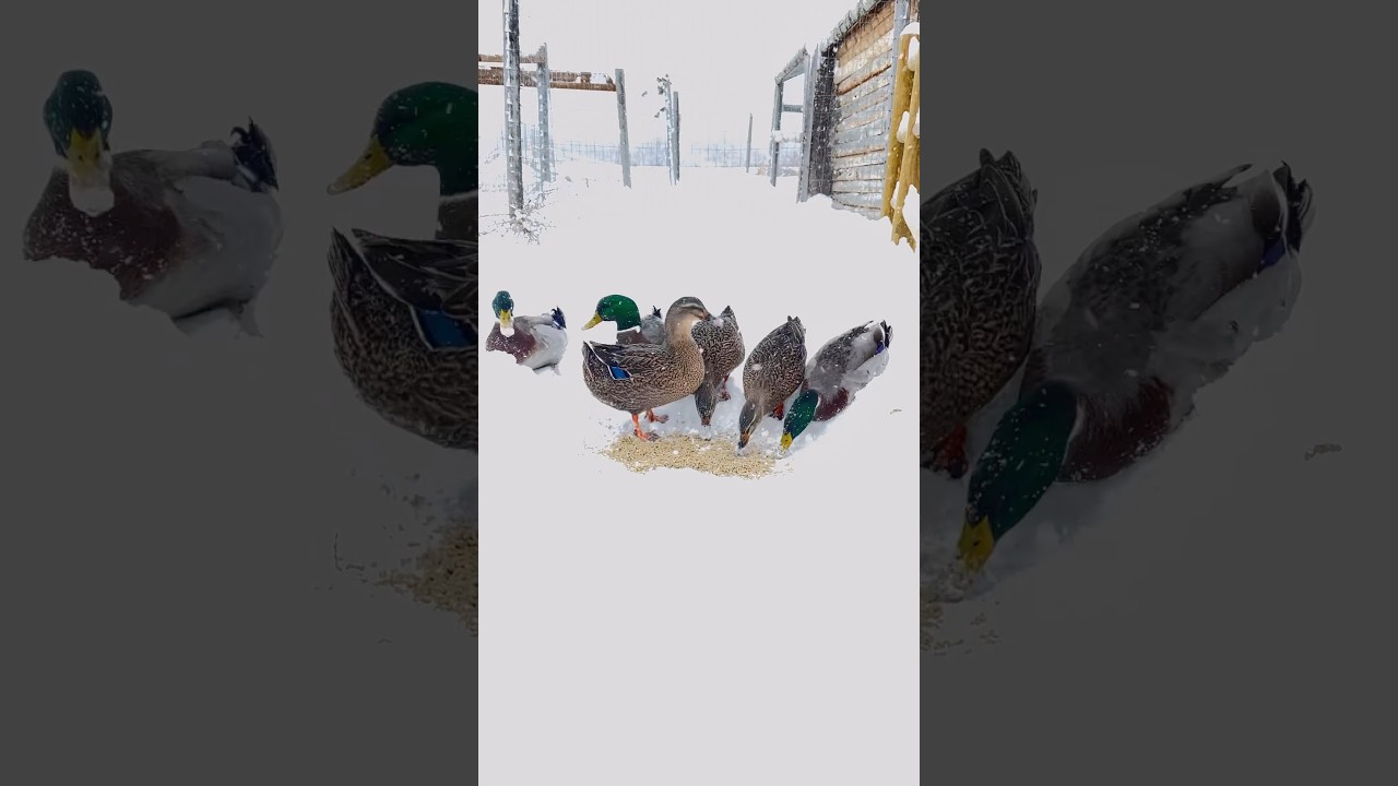 Happy Ducks Waddle In Snow 🥹🦆❄️
