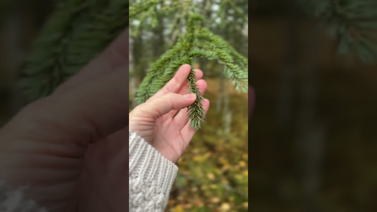 POV: Soft Mornings in the Forest 🌲 | Cozy Aesthetic Walk