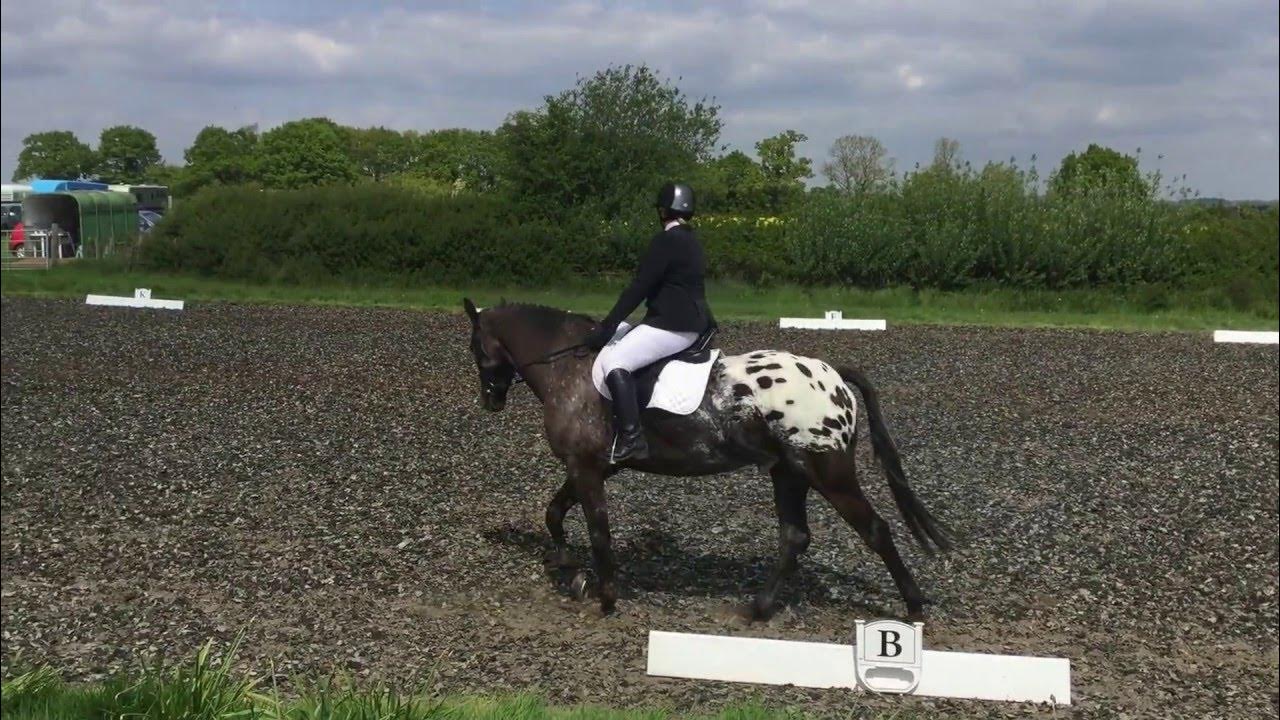 Prelim 2 2016 Dressage Test 66.21 2nd Place YouTube Prelim 2 2016 Dressage Test 66.21 2nd Place YouTube