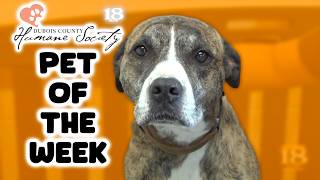 Meet Radar The Dubois County Humane Society Pet of The Week