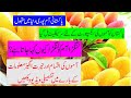 Pakistani Mango is Popular all over the World || Pakistan Got Certificate for Mango Export