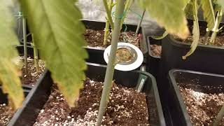 11 - Wappa de Paradise Seeds en interior | Wappa of Paradise Seeds indoor | Día 63 floración