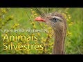 Animais Silvestres - Momento Ambiental