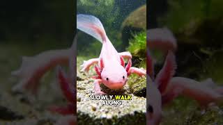 The Cutest Monster You’ve Never Heard Of #Axolotl #NatureLovers #ViralShorts #earthwildlife #Shorts