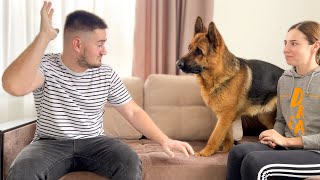 German Shepherd Protects Woman From Man Attack Fake Situation