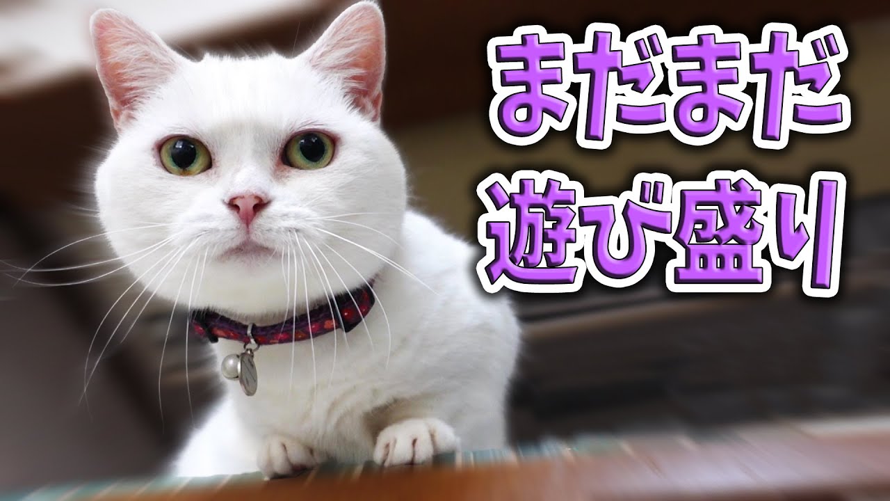 まだまだ遊び盛り ラム ルナ