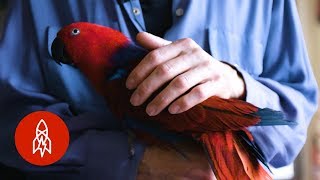 The Parrot Whisperer Can Fix Your Bird Woes