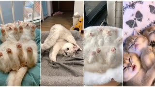 Funny and Cute Cat Videos Part 12