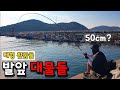 â Large Fish Keep Coming Out From The Quiet Harbor Let S Eat Until We Burst The Taste And Appeti â Large Fish Keep Coming Out From The Quiet Harbor Let S Eat Until We Burst The Taste And Appeti
