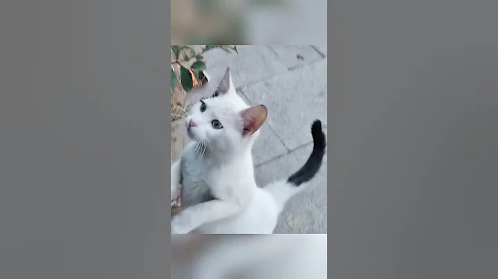 CatCheck it out: https://youtu.be/rCwu3ugK5T8?si=mW0sJ-lSOXWYSxW8