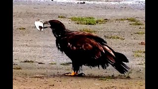 Eagle and a shell. Explore.org 09 September 2020