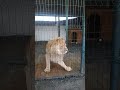 Lion 🦁 Shiraz #funny #shorts  #animal #карендаллакян