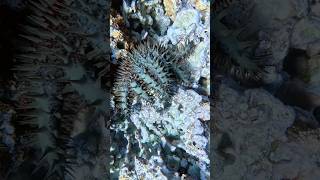 This is very bad…
Subscribe! https://www.youtube.com/c/FintasticFilms
This Seastar is a VERY bad sign... This is very bad…