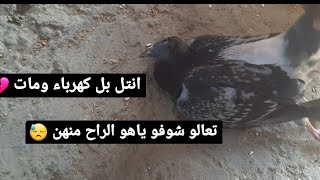 تعالو شوفو الكارثه صارت بل طيور بل محل لعوض عل الله فدوه الكم