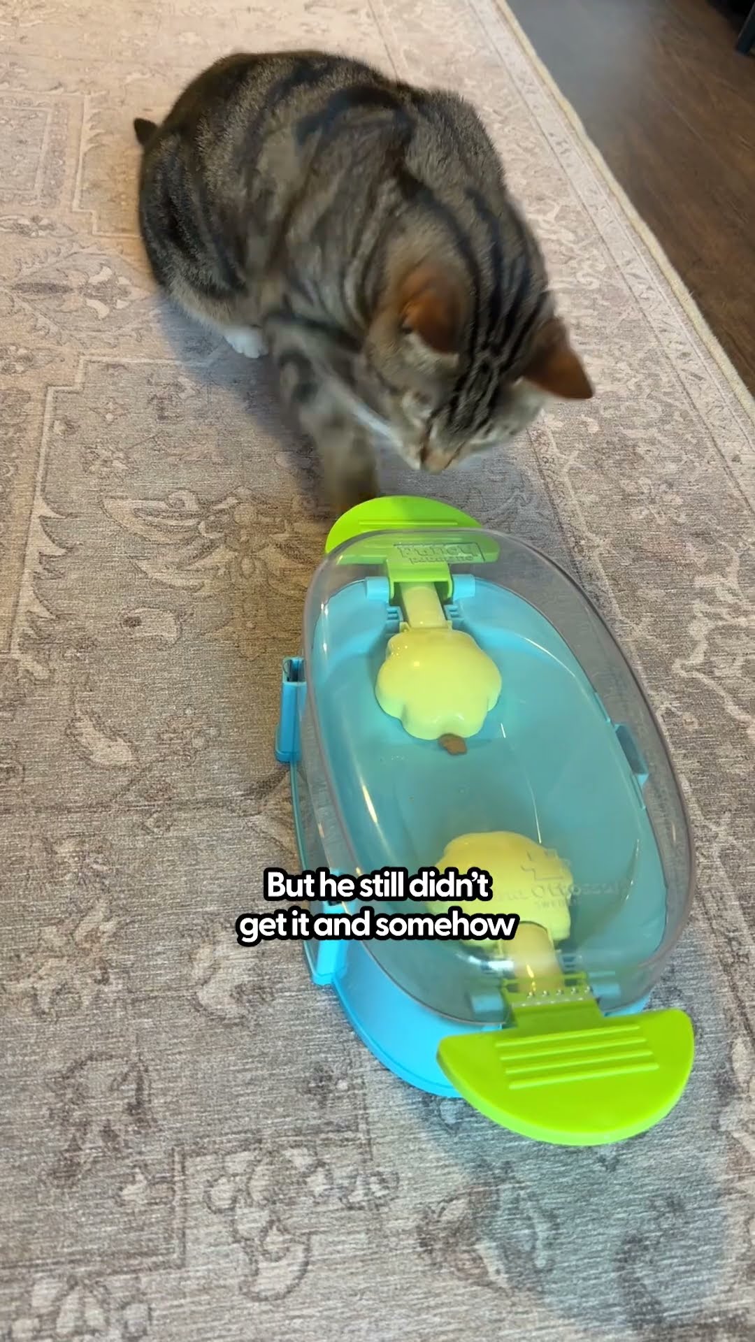 Hungry Hippo Puzzle For Pets | The Pack