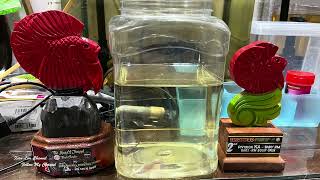 【养鱼记】养斗鱼记3  买斗鱼记| betta Fish part 3 buy a betta Fish