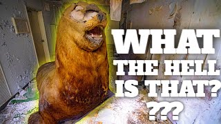 OMG What is that down there!!!! (abandoned School of horror) OMG What is that down there!!!! (abandoned School of horror)