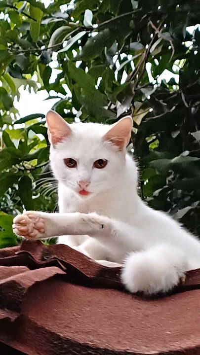 Kucing minta tolong #comedy #funny #lucu #komedi #ngakak #cat #kucinglucu #shorts