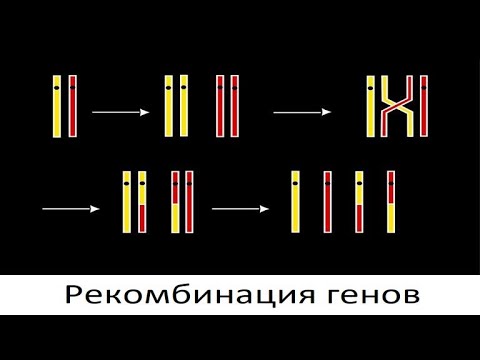 Рекомбинация генов