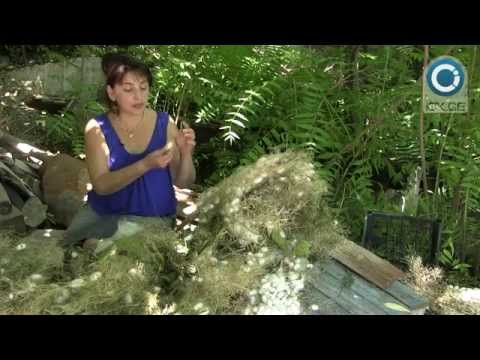 ლამარა ბეჟაშვილის ვიდეობლოგი – მეაბრეშუმე ქალი სიღნაღიდან