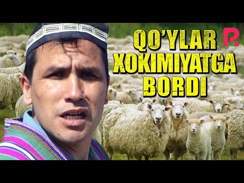 Akula — Qo'ylar xokimiyatga bordi (hajviy ko'rsatuv)