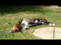 Boxer dog yawning at boxer puppy