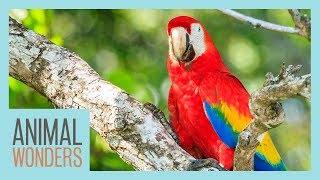 How Animals and Trees Help Each Other | Team Trees
