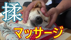 柴犬小春 マッサージに身をゆだねる Dog Massage