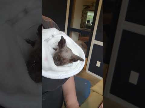Do Kittens Get Food Coma