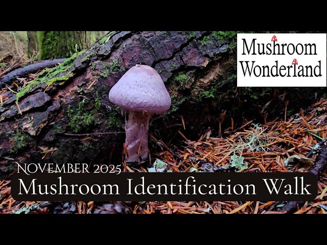 November Mushroom Identification 2025 - YouTube