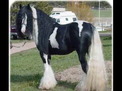 My Dream To Own A Horse !! x (Really Good)