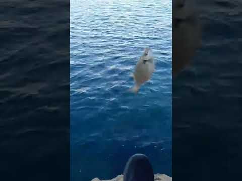 Antalya-Sokar Balığı Avı