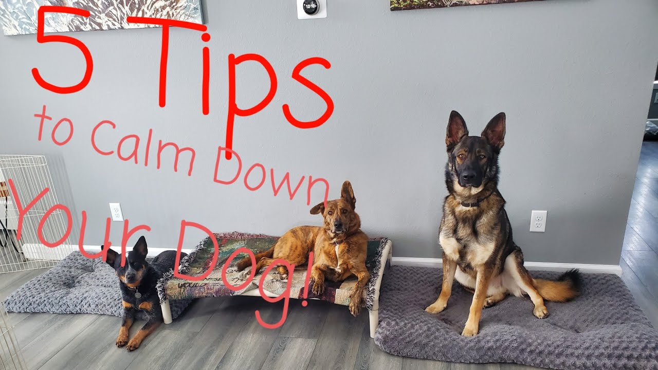 5 Tips to Calm Down Your Dog! - YouTube