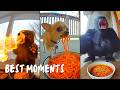 Animals Eating Spicy Noodles on Ring Cam 🌶️