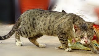 What happen if 'HAZARDOUS CAT comes in different territory' for kittens😲 by Nature and WildLife 1,859 views 4 years ago 5 minutes, 33 seconds