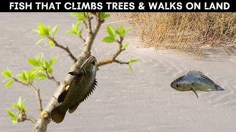 CLIMBING PERCH - The fish that climbs trees, stays outside water for days & walks on land!
