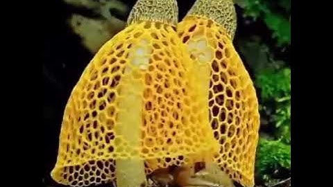 القارئ دلشاد احمد ( وٳذ یرفع ابراهیم القواعد من البیت) تلاوه رائعه و جمیله.