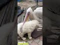 Pelican eats cute white puppy 🐶😱