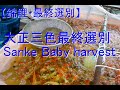 【錦鯉・最終選別】大正三色の最終選別（池揚げ）　Sanke Baby harvest　Keihan Koi Farm