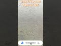 ধানের বিজ রপন করার ২য় দিন।#fish #nature #short #virall_video #fishingvideo  #reels #natural #reels