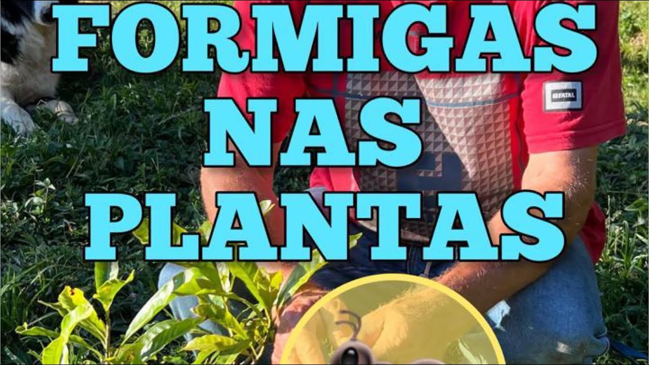 Fazendeiro 🧑‍🌾 Revelou o grande Segredo para as Formigas 🐜 não subirem nas plantas