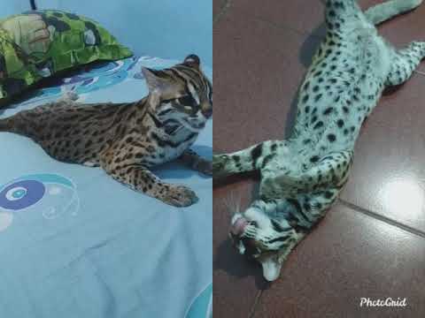 Kucing hutan jinak si joni YouTube