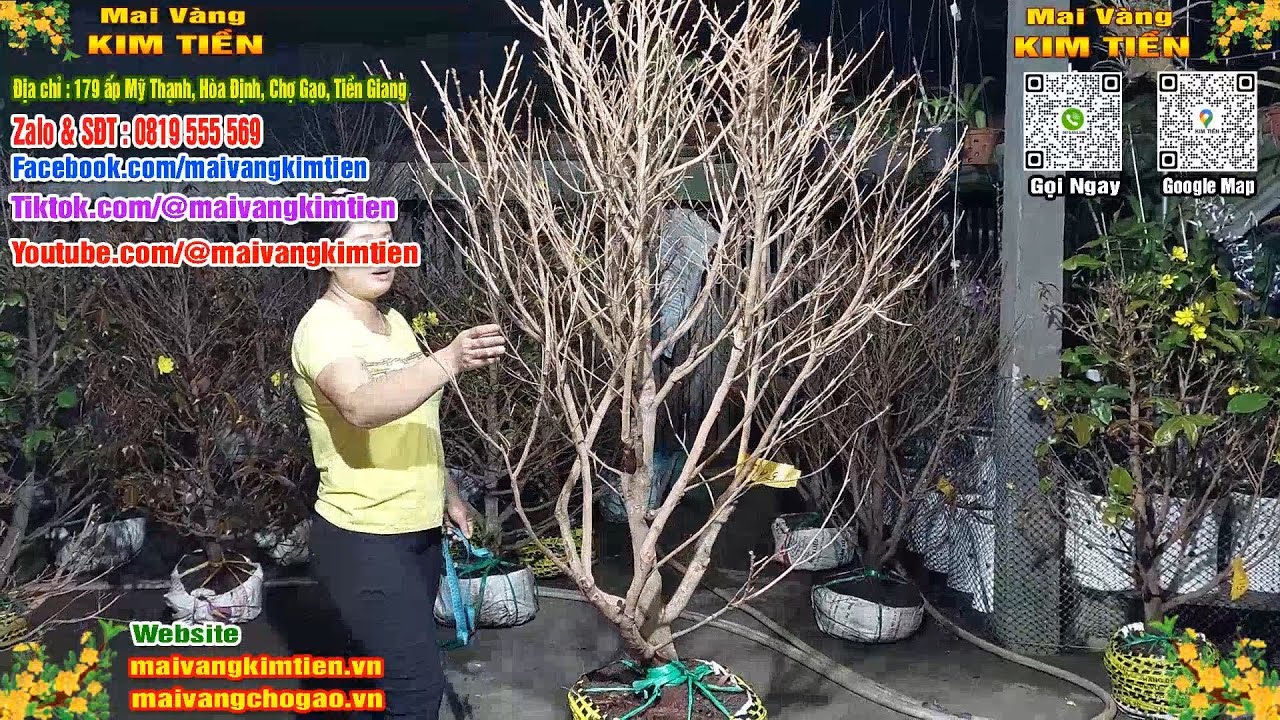 Phôi Mai Thủ Đức Giá Rẻ Bao Ship Bao Sống Toàn Quốc - Mai Vàng Kim Tiền Chợ Gạo