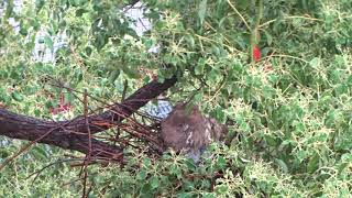 1100428成州黑冠幼鳥-1