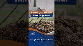 Kotoran Ayam Basah Bikin Kandan Bau